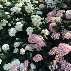 Meet your Posher, Nadia